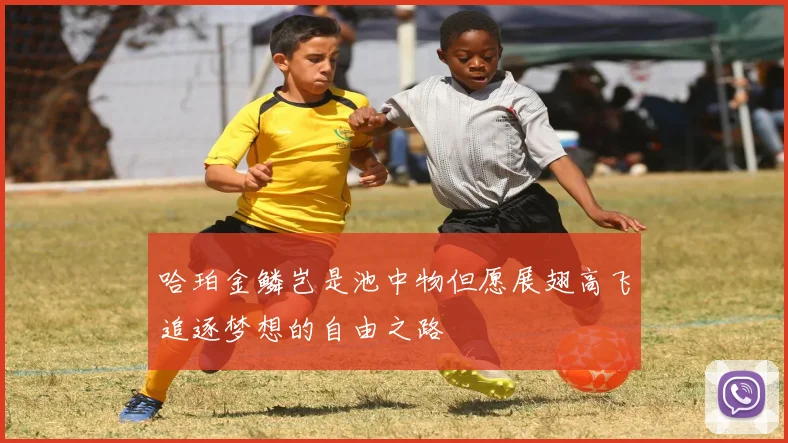 哈珀金鳞岂是池中物但愿展翅高飞追逐梦想的自由之路